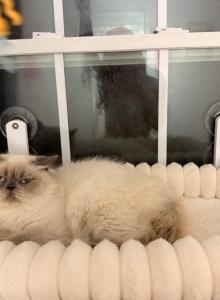 Zander - Himalayan Kitten For Sale - Tallahassee&comma; FL&comma; US