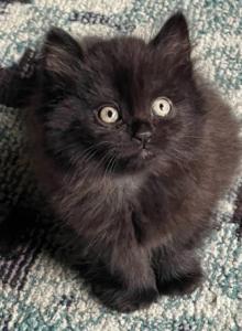 Chorcoal & Chocolate - Himalayan Kitten For Sale - McKinney&comma; TX&comma; US