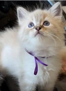 TICA Registered Ragdoll Kittens - Ragdoll Kitten For Sale - PA&comma; US