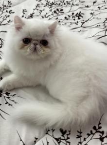 Show Boy - Persian Kitten For Sale - Peoria&comma; AZ&comma; US