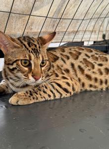 F1 asian bengal - Bengal Kitten For Sale - San Jose&comma; CA&comma; US