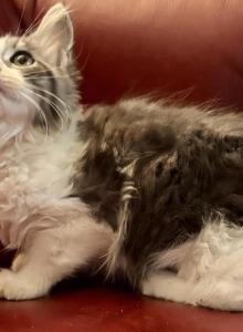 Maine Coon Ragdoll Mix - Maine Coon Kitten For Sale - WA&comma; US