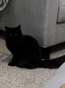 Sweet black Persian angel baby - Persian Kitten For Sale - Benbrook&comma; TX&comma; US