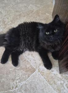 Moonlight - Siberian Kitten For Adoption - Parkland, FL, US Moonlight - Siberian Kitten For Adoption - Parkland, FL, US
