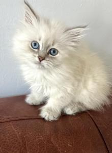 LIBRA - Siberian Kitten For Sale - Bonita Springs&comma; FL&comma; US