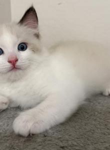 Bicolor RAGDOLL kitten - Ragdoll Kitten For Sale - Sun City&comma; AZ&comma; US