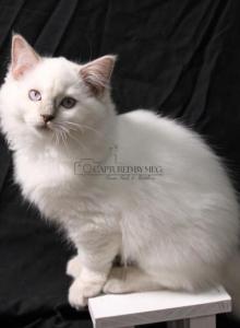 REDUCED Lady Soleil - Ragdoll Kitten For Sale - Hudson, OH, US REDUCED Lady Soleil - Ragdoll Kitten For Sale - Hudson, OH, US