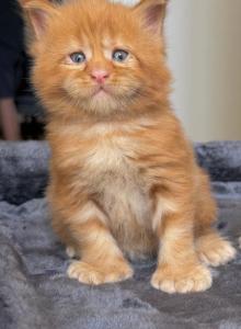 Polydactyl red - Maine Coon Kitten For Sale - Huntley&comma; IL&comma; US