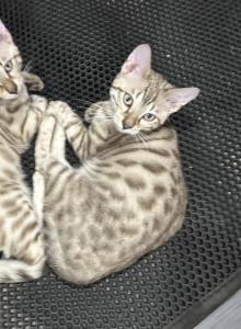 Drew Black Collar - Bengal Kitten For Sale - Oklahoma City&comma; OK&comma; US