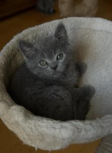 Tom - Scottish Straight Kitten For Sale - Schiller Park&comma; IL&comma; US