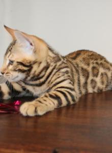 Mystify - Bengal Kitten For Sale - Valparaiso&comma; IN&comma; US