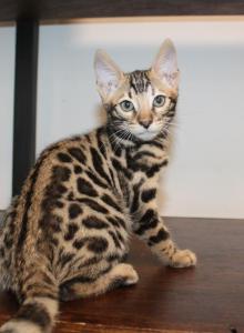 Maverick - Bengal Kitten For Sale - Valparaiso&comma; IN&comma; US