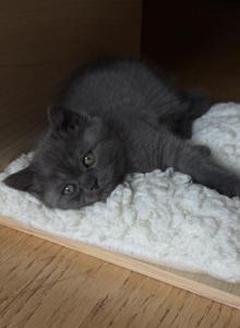 Leo - Scottish Straight Kitten For Sale - Schiller Park&comma; IL&comma; US