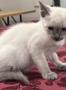 Blue Boy - Siamese Kitten For Sale - Weston&comma; FL&comma; US