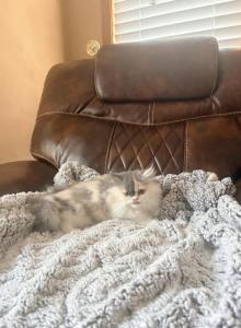 Pinky - Persian Kitten For Sale - MO&comma; US