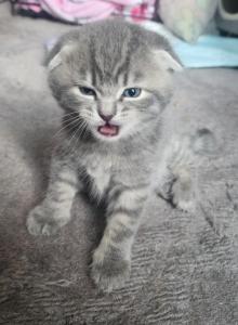 Cinco - Scottish Fold Kitten For Sale - Molalla&comma; OR&comma; US
