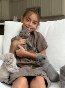 Classic Blue Scottish British Shorthair Mix - British Shorthair Kitten For Sale - Jacksonville&comma; FL&comma; US