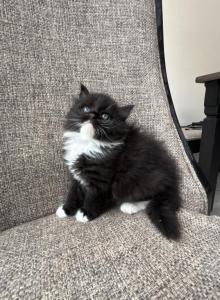 Boy Siberian Purebred Solid Black with White - Siberian Kitten For Sale - Old Bridge&comma; NJ&comma; US