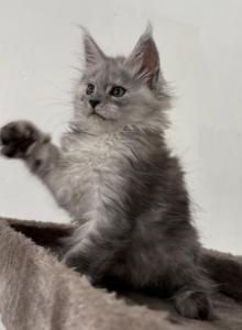 Snowfall Luxlines Akiras Element litter - Maine Coon Kitten For Sale - Ambridge&comma; PA&comma; US