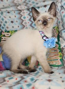 Siamese 2 M SealPoint BB - Siamese Kitten For Sale - NY&comma; US