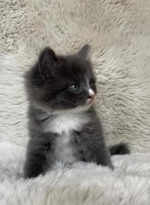 Merlin - American Longhair Kitten For Sale - West Springfield&comma; MA&comma; US