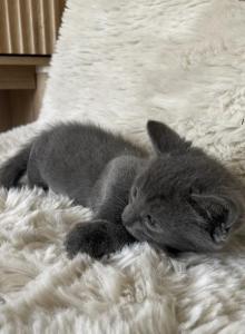 Zora - American Shorthair Kitten For Sale - West Springfield&comma; MA&comma; US