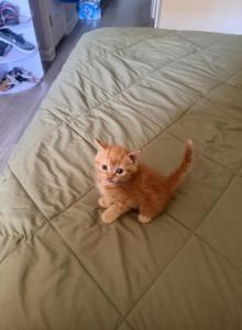 Zeus - Persian Kitten For Sale - Center Groton&comma; CT&comma; US