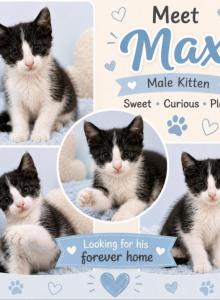 Max - Domestic Kitten For Sale - Walkerton, IN, US Max - Domestic Kitten For Sale - Walkerton, IN, US