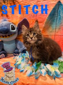 The Lilo and Stitch Litter - Maine Coon Kitten For Sale - Kent, WA, US The Lilo and Stitch Litter - Maine Coon Kitten For Sale - Kent, WA, US