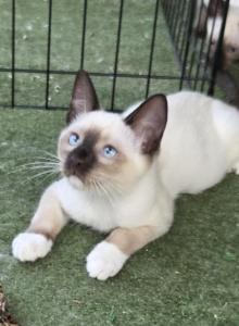 Draco - Snowshoe Kitten For Sale - Anza, CA, US Draco - Snowshoe Kitten For Sale - Anza, CA, US