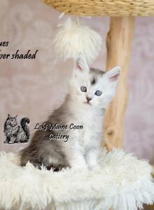 Zues - Maine Coon Kitten For Sale - Mechanicsburg, PA, US Zues - Maine Coon Kitten For Sale - Mechanicsburg, PA, US