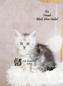 zoe - Maine Coon Kitten For Sale - Mechanicsburg, PA, US zoe - Maine Coon Kitten For Sale - Mechanicsburg, PA, US