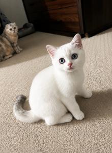 C L A U D E - Scottish Straight Kitten For Sale - Fontana&comma; CA&comma; US