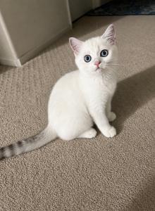 C L A U D E - Scottish Straight Kitten For Sale - Fontana&comma; CA&comma; US