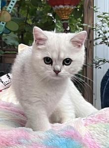 Lumi Black Silver Shaded boy - British Shorthair Kitten For Sale - NY&comma; US