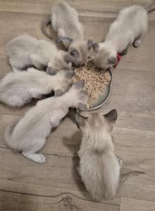 Five males and one female - Siamese Kitten For Sale - New London, CT, US Five males and one female - Siamese Kitten For Sale - New London, CT, US