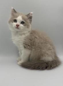 Mochas litter - Ragdoll Kitten For Sale - Springfield, MO, US Mochas litter - Ragdoll Kitten For Sale - Springfield, MO, US