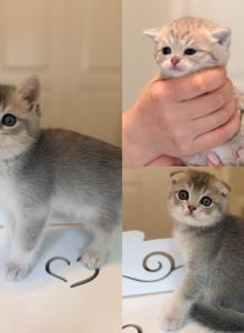 BLUE GOLDEN waitlist - British Shorthair Kitten For Sale - Austin, TX, US BLUE GOLDEN waitlist - British Shorthair Kitten For Sale - Austin, TX, US