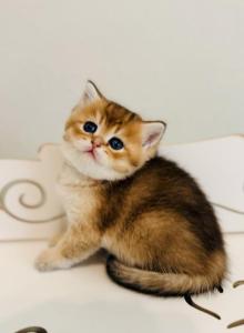 IRIS golden color female - British Shorthair Kitten For Sale - Austin, TX, US IRIS golden color female - British Shorthair Kitten For Sale - Austin, TX, US