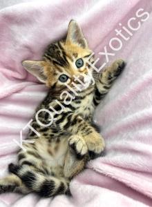 Josie TICA registered bengal kitten - Bengal Kitten For Sale - Fenton, MI, US Josie TICA registered bengal kitten - Bengal Kitten For Sale - Fenton, MI, US