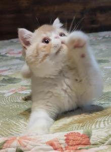 CAMEO TABBY AND WHITE EXOTIC BOY 2 CFA - Exotic Kitten For Sale - PA, US CAMEO TABBY AND WHITE EXOTIC BOY 2 CFA - Exotic Kitten For Sale - PA, US