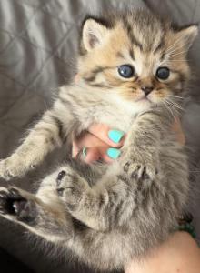 Mano - Scottish Straight Kitten For Sale - Palatine, IL, US Mano - Scottish Straight Kitten For Sale - Palatine, IL, US