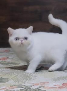 BLUE EYED WHITE EXOTIC  READY NOW - Exotic Kitten For Sale - PA&comma; US