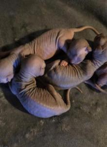 Willow's Litter - Sphynx Kitten For Sale - Delavan, WI, US Willow's Litter - Sphynx Kitten For Sale - Delavan, WI, US