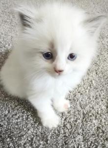 Delilah - Ragdoll Kitten For Sale - Torrance, CA, US Delilah - Ragdoll Kitten For Sale - Torrance, CA, US