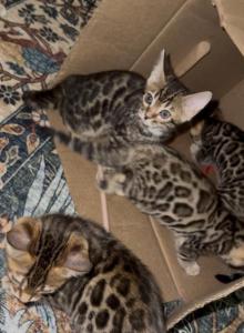 Gorgeous Bengal Kittens - Bengal Kitten For Sale - Reseda, CA, US Gorgeous Bengal Kittens - Bengal Kitten For Sale - Reseda, CA, US