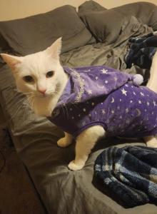 Shiro - Domestic Cat For Adoption - Las Vegas, NV, US Shiro - Domestic Cat For Adoption - Las Vegas, NV, US