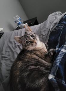 Karma - Domestic Cat For Adoption - Las Vegas&comma; NV&comma; US