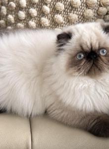 Himalayan boy - Persian Kitten For Sale - Clay&comma; PA&comma; US