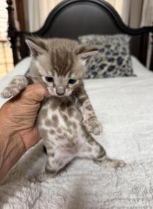 Gorgeous Snow Mink girl - Bengal Kitten For Adoption - Reinholds, PA, US Gorgeous Snow Mink girl - Bengal Kitten For Adoption - Reinholds, PA, US